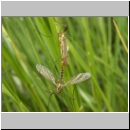 Nephrotoma sp - Schnake 01a.jpg